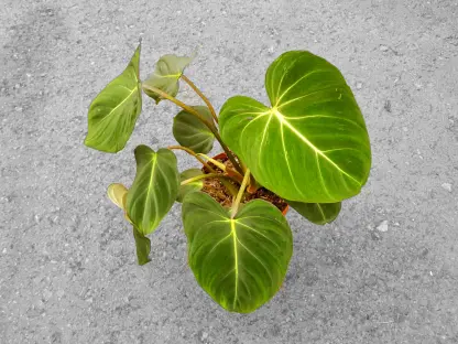 פילודנדרון גלוריסיום