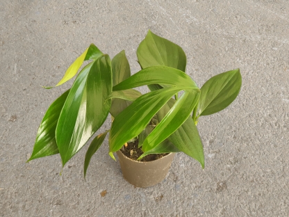 פילודנדרון דרגון טייל