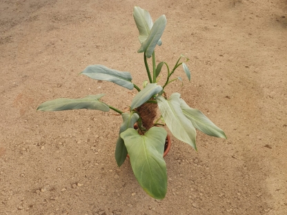 פילודנדרון מון-לייט/האשטטום מוס 40