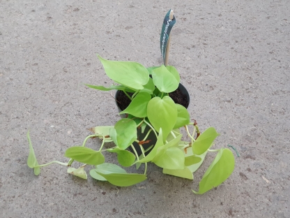 פילודנדרון למון ליים - ע.12