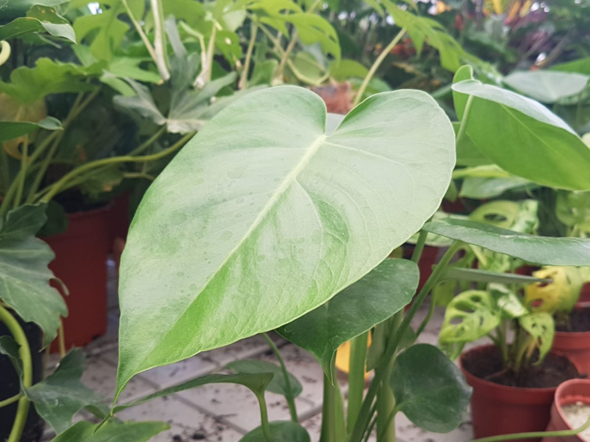 פילודנדרון מונסטרה בנטל- ע.12