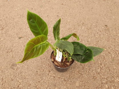 פילודנדרון סאב-השטטום - ע. 14