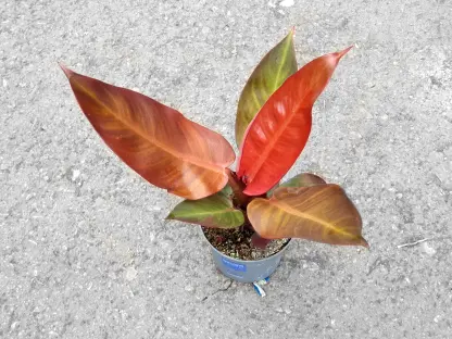 פילודנדרון סטאר פייר