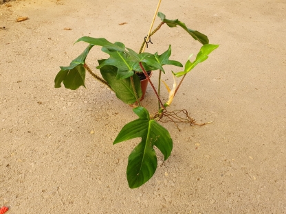 פילודנדרון סקוואמי בנטל- ע. 14