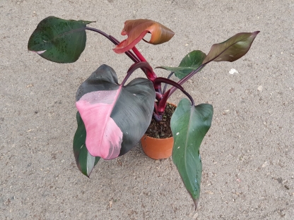 פילודנדרון פינק פרינסס / בורגונדי - ע.12