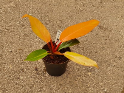 פילודנדרון פרינס אוף אורנג' - ע.15