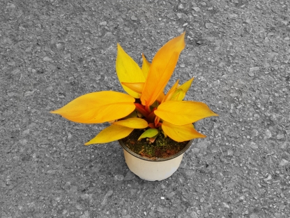 פילודנדרון פרינס אוף אורנג' - ע.12