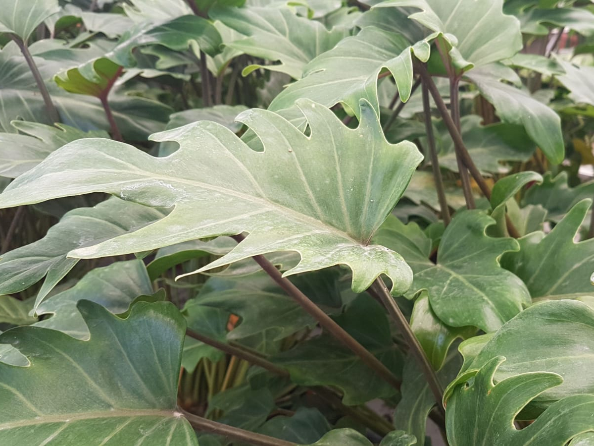 פילודנדרון קסנדו-10 ל'