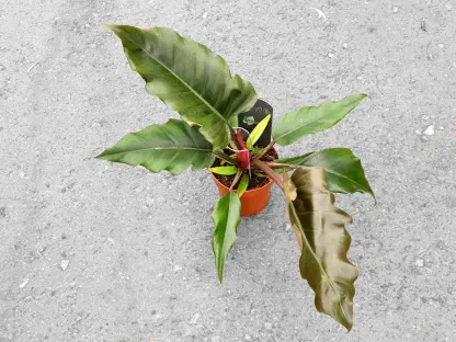 פילודנדרון קרמל