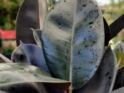 פיקוס הגומי בלק נייט