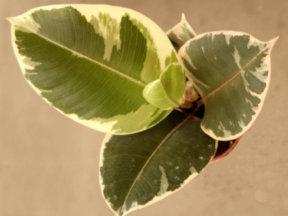 פיקוס הגומי מגוון - ע.9