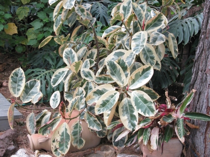 פיקוס הגומי