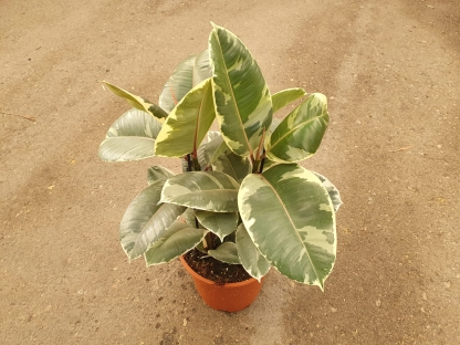 פיקוס הגומי מגוון - ע.24