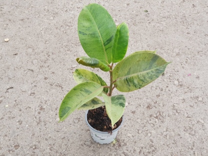 פיקוס הגומי שיבריאנה - ע.15