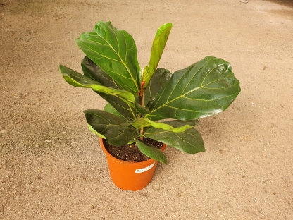 פיקוס כינורי - 10 ליטר