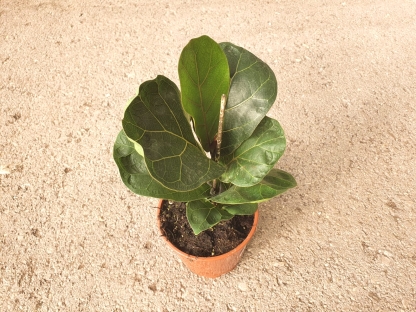 פיקוס כינורי במבינו ע.12