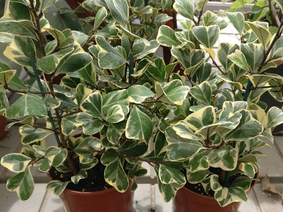 פיקוס סוויט הארט מעוצב- ע. 15