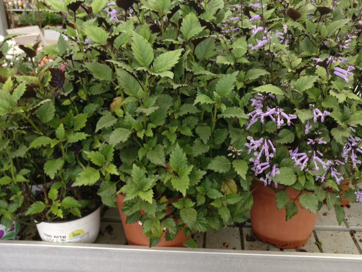 פלקטרנטוס מונה לבנדר