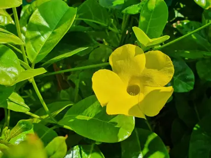 פנטלינון צהוב-ק. 18