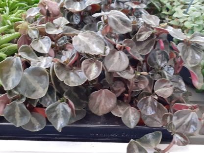 פפרומיה פניז בנטל- ע. 11