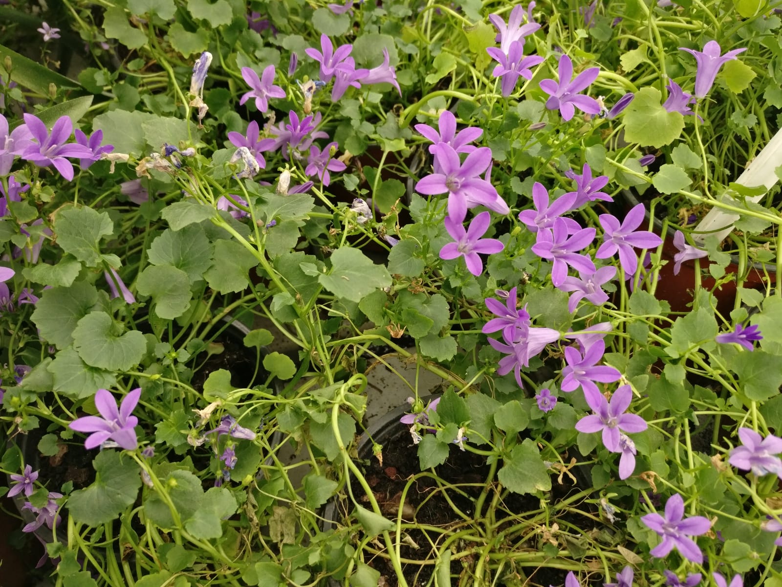 פעמונית-ק. 11