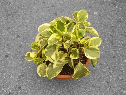 פפרומיה מגניפוליה מגוונת