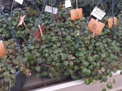 פפרומיה פפרספוט בנטל- ע. 14