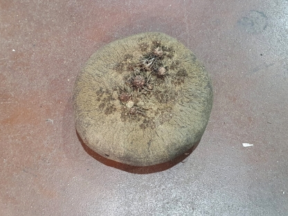 פקעת רקפת ענקית 22.90