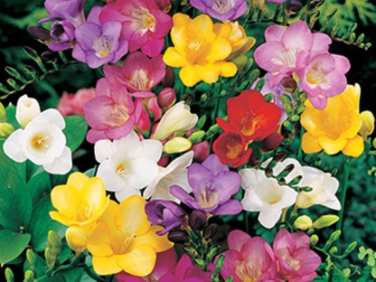 פרזיה 50 יח'/ אריזת חסכון