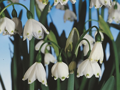 פתיתי שלג/פקעות