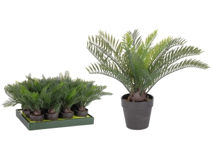 דקל ננסי בדיספליי - 317002260