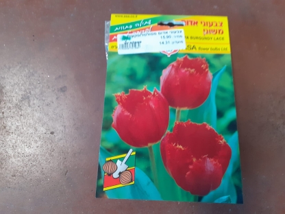 צבעוני אדום מסולסל/פקעות