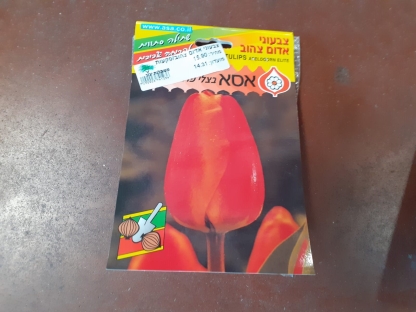 צבעוני אדום צהוב/פקעות