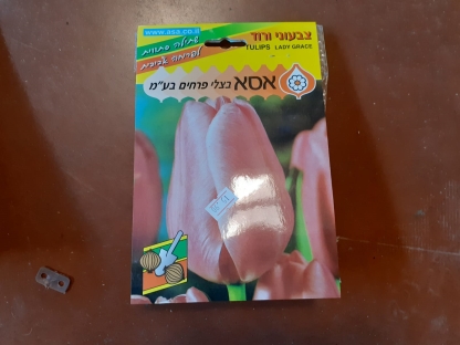 צבעוני ורוד/פקעות