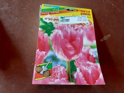 צבעוני ורוד מסולסל/פקעות