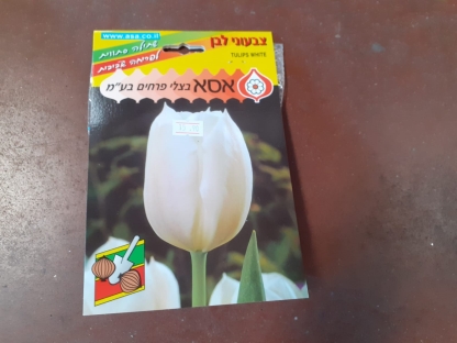 צבעוני לבן/פקעות