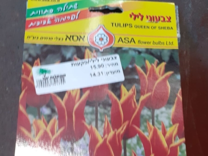 צבעוני לילי/פקעות