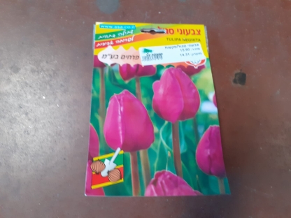 צבעוני סגול/פקעות