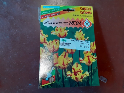 צבעוני פארוט/פקעות