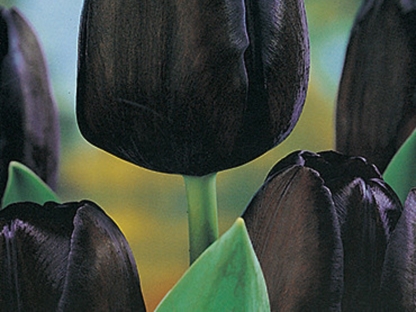 צבעוני שחור/פקעות