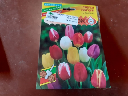 צבעוני תערובת/פקעות