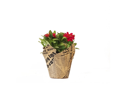 ציניה עונתי נייר עיתון