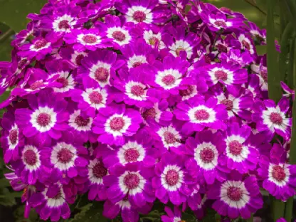 וינקה זוחלת