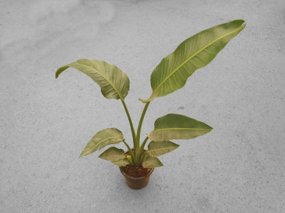 ציפור גן עדן ניקולאי