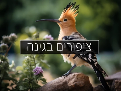 ציפורים לגינה