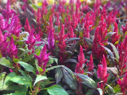 צלוזיה - ק.11 (17.90)