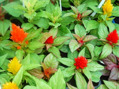 צלוזיה זנב שועל - מארז שישייה