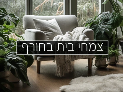 צמחי בית בחורף - כתבה