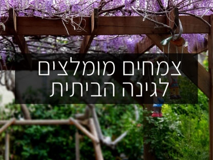 צמחים מומלצים לגינה הביתית
