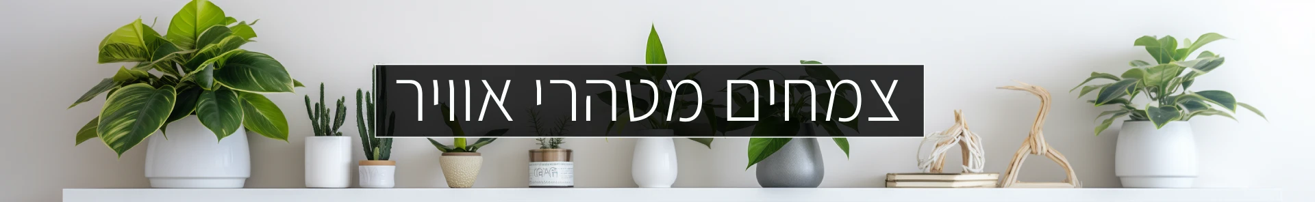 צמחים מטהרי אוויר כותרת